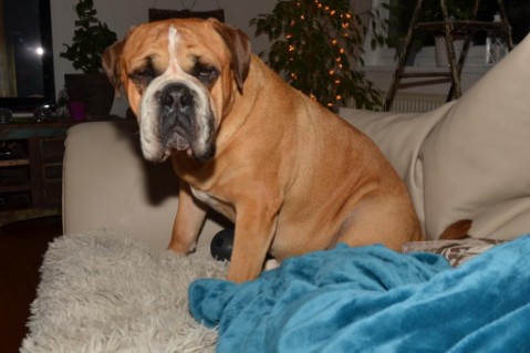 Continental Bulldog Seeblickbulls Anton