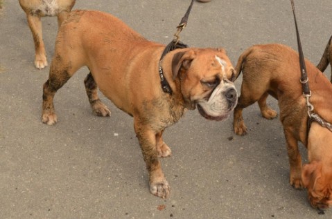 Continental Bulldog Seeblickbulls Anton