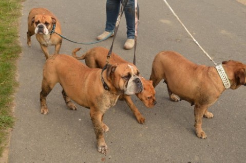 Continental Bulldog Seeblickbulls Anton