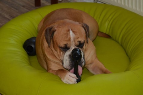 Continental Bulldog Seeblickbulls Anton