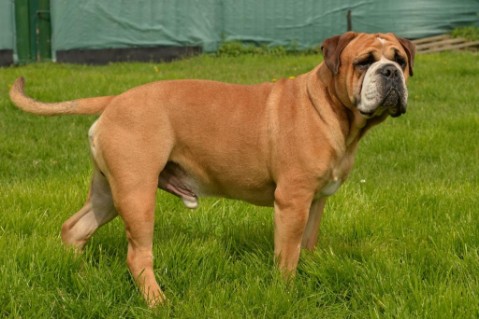 Continental Bulldog Seeblickbulls Anton