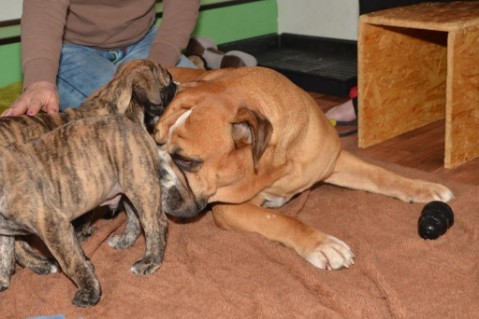 Continental Bulldog Seeblickbulls Anton