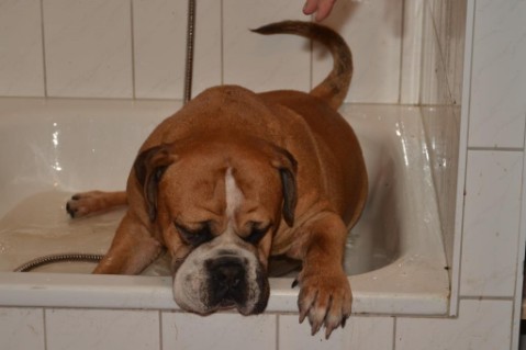 Continental Bulldog Seeblickbulls Anton