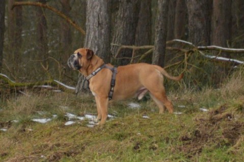 Continental Bulldog Seeblickbulls Anton