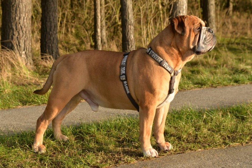 Continental Bulldog Seeblickbulls Anton