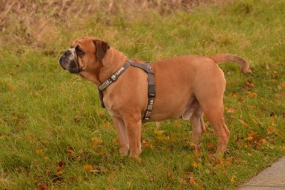 Continental Bulldog Seeblickbulls Anton