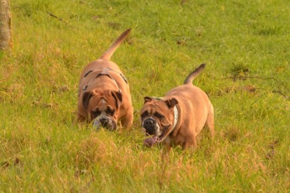 Continental Bulldog Seeblickbulls Anton