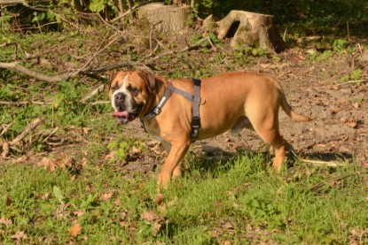 Continental Bulldog Seeblickbulls Anton