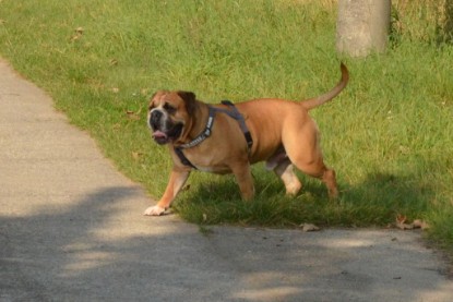 Continental Bulldog Seeblickbulls Anton