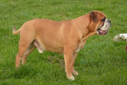 Continental Bulldog Seeblickbulls Anton