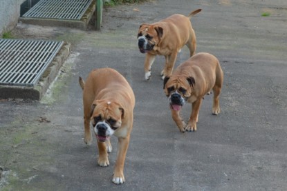 Continental Bulldog Seeblickbulls Anton