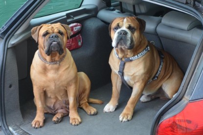 Continental Bulldog Seeblickbulls Anton