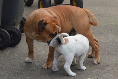 Continental Bulldog Seeblickbulls Anton