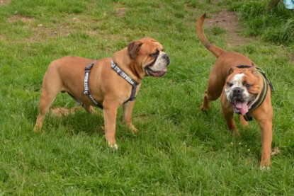 Continental Bulldog Seeblickbulls Anton