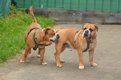 Continental Bulldog Seeblickbulls Anton