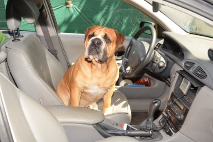 Continental Bulldog Seeblickbulls Anton