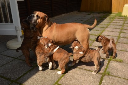 Continental Bulldog Seeblickbulls Anton