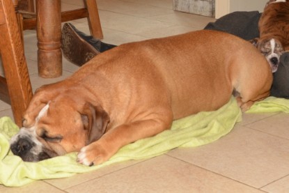 Continental Bulldog Seeblickbulls Anton