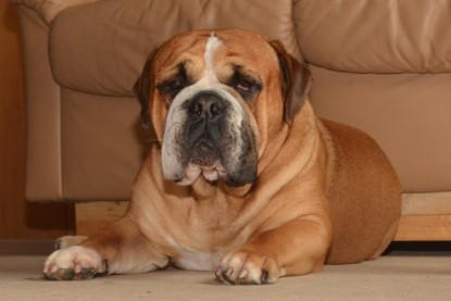 Continental Bulldog Seeblickbulls Anton