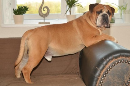 Continental Bulldog Seeblickbulls Anton