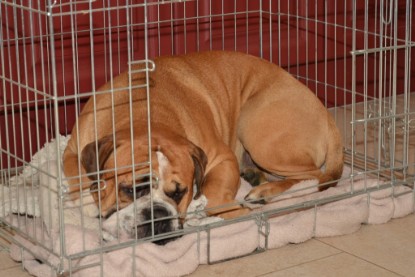 Continental Bulldog Seeblickbulls Anton