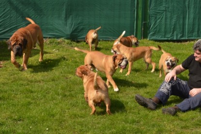 Continental Bulldog Seeblickbulls Anton