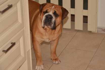 Continental Bulldog Seeblickbulls Anton