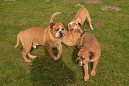 Continental Bulldog Seeblickbulls Anton