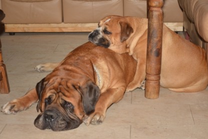 Continental Bulldog Seeblickbulls Anton