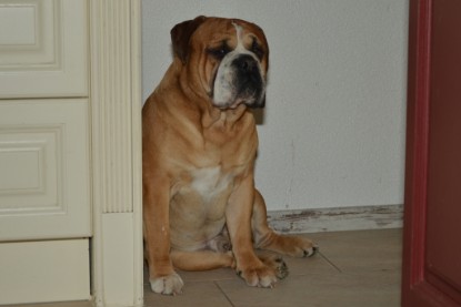 Continental Bulldog Seeblickbulls Anton