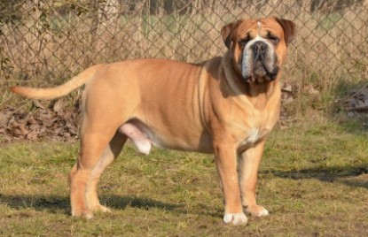 Continental Bulldog Seeblickbulls Anton