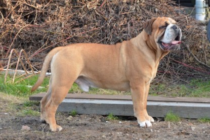 Continental Bulldog Seeblickbulls Anton