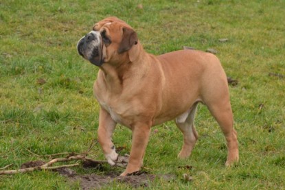 Continental Bulldog Seeblickbulls Anton
