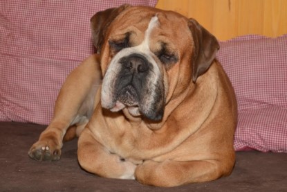Continental Bulldog Seeblickbulls Anton