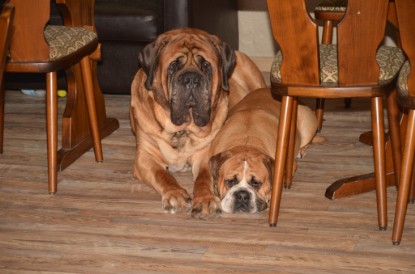 Continental Bulldog Seeblickbulls Anton