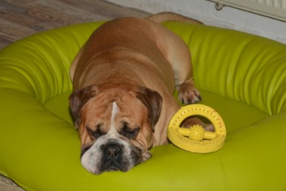 Continental Bulldog Seeblickbulls Anton