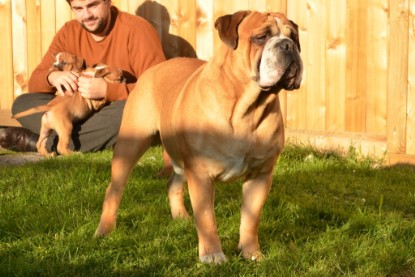 Continental Bulldog Seeblickbulls Anton