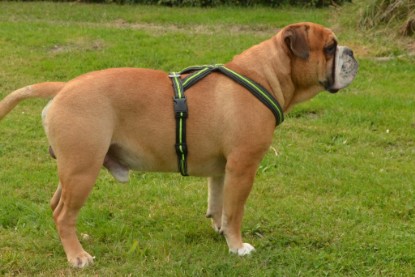 Continental Bulldog Seeblickbulls Anton