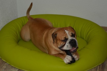 Continental Bulldog Seeblickbulls Anton