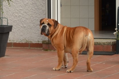 Continental Bulldog Seeblickbulls Anton