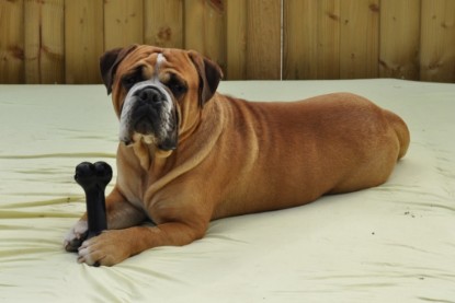Continental Bulldog Seeblickbulls Anton