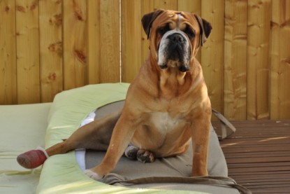 Continental Bulldog Seeblickbulls Anton