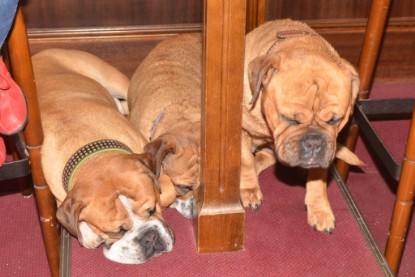 Continental Bulldog Seeblickbulls Anton