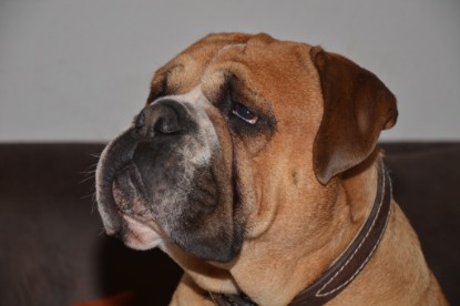 Continental Bulldog Seeblickbulls Anton