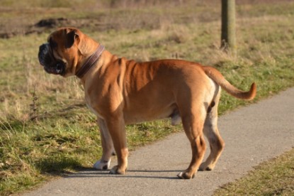 Continental Bulldog Seeblickbulls Anton