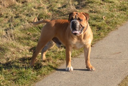 Continental Bulldog Seeblickbulls Anton