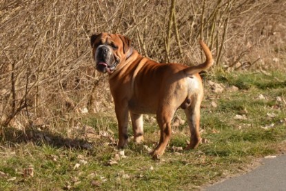 Continental Bulldog Seeblickbulls Anton