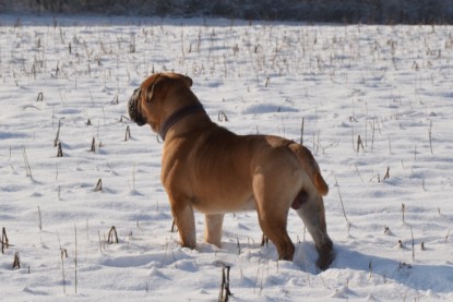 Continental Bulldog Seeblickbulls Anton