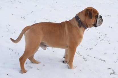Continental Bulldog Seeblickbulls Anton