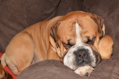 Continental Bulldog Seeblickbulls Anton